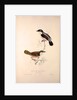 Lanius Erythropterus, Himalayan Shrike-babbler by Elizabeth Gould and John Gould