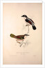 Lanius Erythropterus, Himalayan Shrike-babbler by Elizabeth Gould and John Gould
