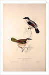 Lanius Erythropterus, Himalayan Shrike-babbler by Elizabeth Gould and John Gould
