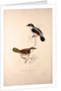 Lanius Erythropterus, Himalayan Shrike-babbler by Elizabeth Gould and John Gould