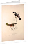 Lanius Erythropterus, Himalayan Shrike-babbler by Elizabeth Gould and John Gould