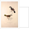 Lanius Erythropterus, Himalayan Shrike-babbler by Elizabeth Gould and John Gould
