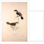 Lanius Erythropterus, Himalayan Shrike-babbler by Elizabeth Gould and John Gould