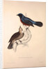 Turdus Erythrogaster by Elizabeth Gould and John Gould