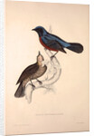 Turdus Erythrogaster by Elizabeth Gould and John Gould