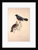 Turdus Erythrogaster by Elizabeth Gould and John Gould