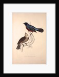 Turdus Erythrogaster by Elizabeth Gould and John Gould