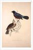 Turdus Erythrogaster by Elizabeth Gould and John Gould