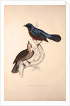 Turdus Erythrogaster by Elizabeth Gould and John Gould
