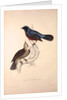 Turdus Erythrogaster by Elizabeth Gould and John Gould