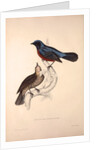 Turdus Erythrogaster by Elizabeth Gould and John Gould