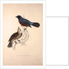 Turdus Erythrogaster by Elizabeth Gould and John Gould