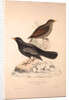 Turdus Poecilopterus, Aztec Thrush by Elizabeth Gould and John Gould