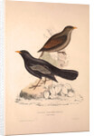 Turdus Poecilopterus, Aztec Thrush by Elizabeth Gould and John Gould