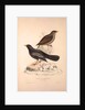 Turdus Poecilopterus, Aztec Thrush by Elizabeth Gould and John Gould