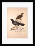Turdus Poecilopterus, Aztec Thrush by Elizabeth Gould and John Gould