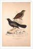 Turdus Poecilopterus, Aztec Thrush by Elizabeth Gould and John Gould