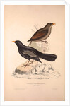 Turdus Poecilopterus, Aztec Thrush by Elizabeth Gould and John Gould