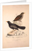 Turdus Poecilopterus, Aztec Thrush by Elizabeth Gould and John Gould