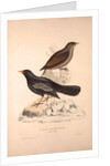 Turdus Poecilopterus, Aztec Thrush by Elizabeth Gould and John Gould