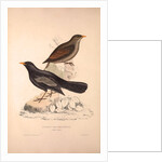 Turdus Poecilopterus, Aztec Thrush by Elizabeth Gould and John Gould