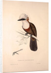 Garrulus Leucolophus, White-crested Laughingthrush by Elizabeth Gould and John Gould