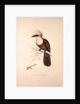 Garrulus Leucolophus, White-crested Laughingthrush by Elizabeth Gould and John Gould
