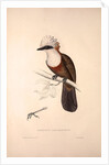 Garrulus Leucolophus, White-crested Laughingthrush by Elizabeth Gould and John Gould