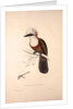 Garrulus Leucolophus, White-crested Laughingthrush by Elizabeth Gould and John Gould