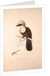 Garrulus Leucolophus, White-crested Laughingthrush by Elizabeth Gould and John Gould
