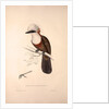 Garrulus Leucolophus, White-crested Laughingthrush by Elizabeth Gould and John Gould