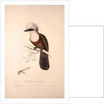 Garrulus Leucolophus, White-crested Laughingthrush by Elizabeth Gould and John Gould