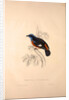 Phoenicura Cinclorhyncha, actually Petrocincla cinclorhynca by Elizabeth Gould and John Gould