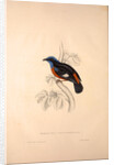 Phoenicura Cinclorhyncha, actually Petrocincla cinclorhynca by Elizabeth Gould and John Gould