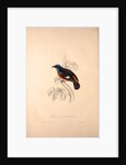 Phoenicura Cinclorhyncha, actually Petrocincla cinclorhynca by Elizabeth Gould and John Gould