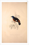 Phoenicura Cinclorhyncha, actually Petrocincla cinclorhynca by Elizabeth Gould and John Gould