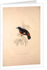 Phoenicura Cinclorhyncha, actually Petrocincla cinclorhynca by Elizabeth Gould and John Gould
