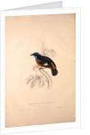 Phoenicura Cinclorhyncha, actually Petrocincla cinclorhynca by Elizabeth Gould and John Gould