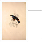 Phoenicura Cinclorhyncha, actually Petrocincla cinclorhynca by Elizabeth Gould and John Gould