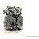 The Greendale Oak by Anonymous