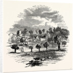 The Trent and Weston Cliff by Anonymous