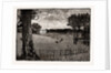 Wrotham Park by Anonymous
