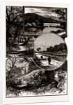 Views In Epping Forest by Anonymous
