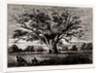 Fairlop Oak, 1800 by Anonymous