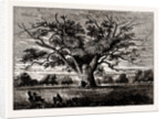Fairlop Oak, 1800 by Anonymous