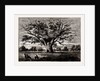 Fairlop Oak, 1800 by Anonymous