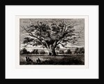 Fairlop Oak, 1800 by Anonymous