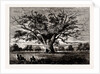 Fairlop Oak, 1800 by Anonymous