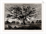 Fairlop Oak, 1800 by Anonymous