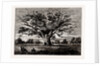 Fairlop Oak, 1800 by Anonymous
